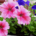 petunia-0635