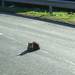 Macska az út közepén