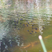 Törpeharcsák kóborolnak a meleg vízben
