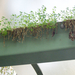 A buszmegálló tető alatt kinőtt növénykék