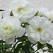 Fehér rózsák