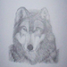 grey wolf