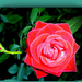 A rózsa. 2013.06.14. 01912