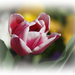 tulipán1