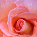 Vízcseppes Rózsa