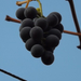 Novemberi szőlő