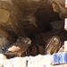 Vörös vércse fiókák (Falco tinnunculus)