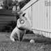 frankenweenie-animated-movie-image-02