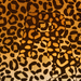 wildanimalhide leopard 1600x1200