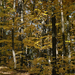 őszi erdő 1