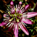 Spinalonga virága (állítólag Golgotavirág) :)