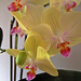 Orchidea 7946-1