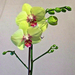 Orchidea 8352