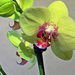 Orchidea 8353