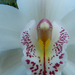 Orchidea 289