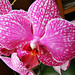 Orchidea 355