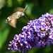 Kolibri pillangó 908
