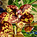 Orhidea 0625