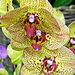 Orhidea 0310