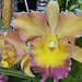 Orhidea 0332