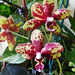 Orchideáim 5081