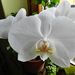 Orchideáim 5082
