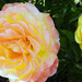 Színváltó rózsám 4472