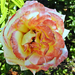Színváltó rózsám 4471