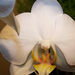 orchidea 0535