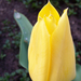 tulipán 1754