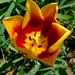 tulip pistil by Solct