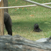 a legifjabb gorilla budapesten