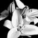 lily-flower-in-black-and-white-kimxa-stark