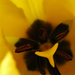 Sárga tulipán.