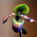 Papucs orchidea 1.