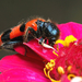 Szalagos méhészbogár