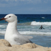 Bondi Beach Na mizú mit bámulsz?