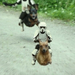 speederdogs