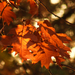 az ősz fellobbanó színei 11