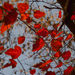 az ősz fellobbanó színei 19