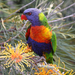 lorikeet rainbow