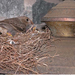 House Finch tojó