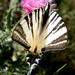 Rájának álcázva (Kardfarkú pillangó (Iphiclides podalirius)