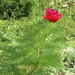 keleti bazsarozsa Paeonia tenuifolia nagy