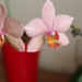 Orchidea piros vázával