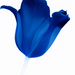 kék tulipán