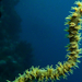 Sárga drót-korall