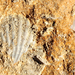 Dwejra Bay - fésűs kagyló kövülete