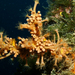 Sárga kéreg-korall