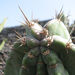 Jardín de Cactus[046] resize
